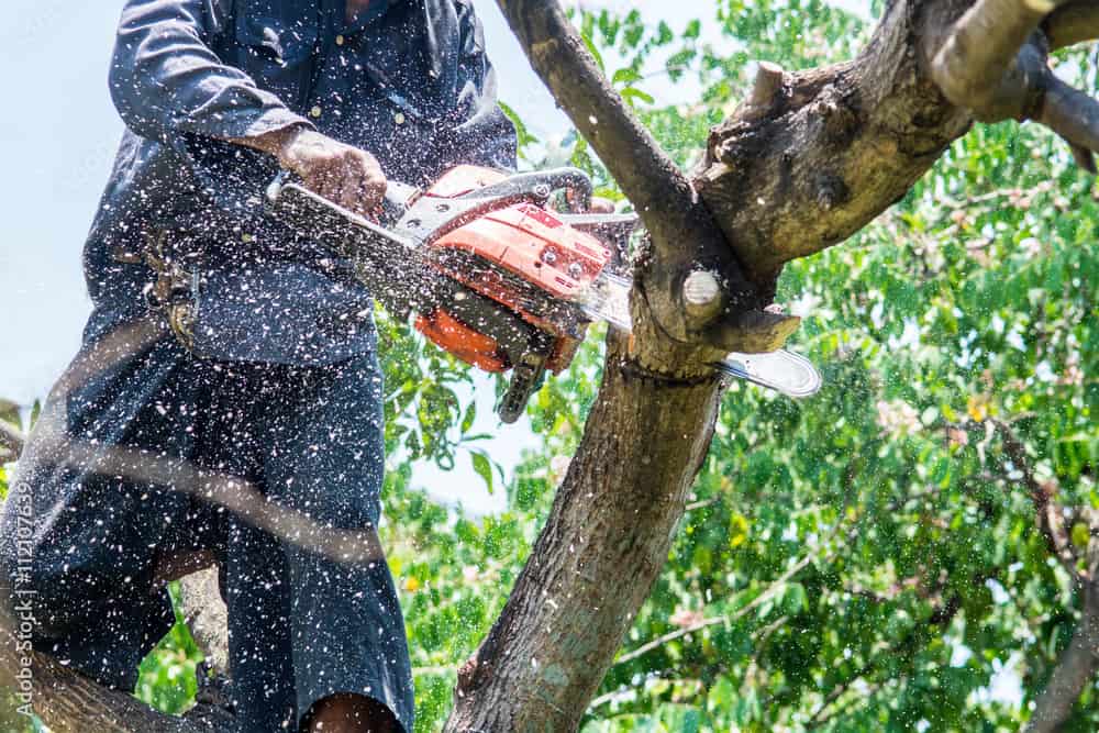 Cutting a Tree Down